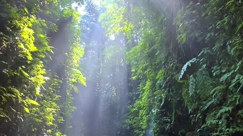 The Surrounding lush greenery completes your moment of relaxation by the river.