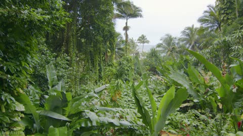 Incredible Jungle Sounds - Exotic Birds Singing in Tropical Rainforest 8 HOURS