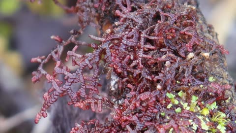 Hanging Millipede Liverwort