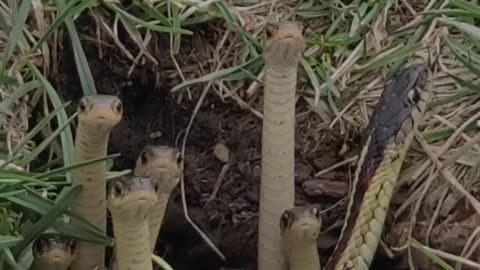 Adorably Curious Snakes Peak Their Heads Out of Hole #ThtaMoment