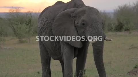 elephant