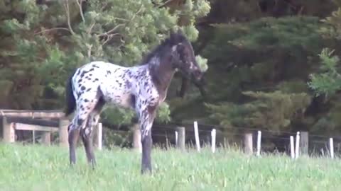 Friesian horse : Stunning Friesian Knabstrupper Colt .. FriesianHorse.com.au