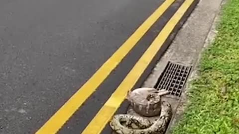 Snake devours cat & regurgitates it in Boon LayBuo eue