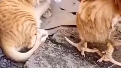 Funny video cat and cock video very funny video 😂