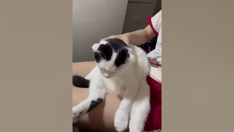 My Cat's Reaction to The Massager - Funniest Reaction Ever