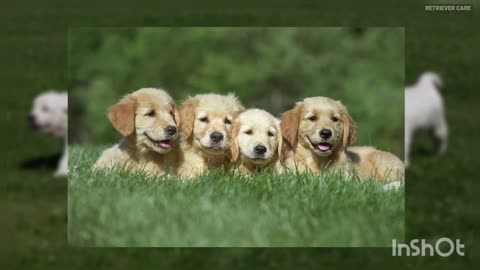 Cute Golden Retriever II A lucky and beautiful puppy