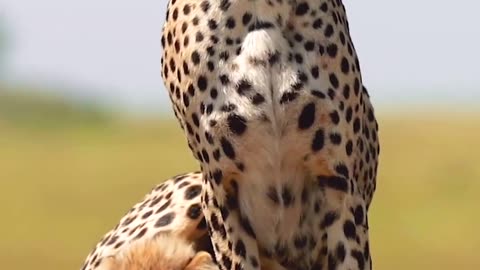 Cute ..cubs 😀. Cheetah and her cubs. puppies Yuz baby ..Mother.. Playing . Cute leopard cheetah