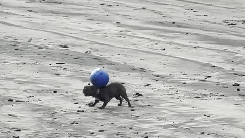 Dog Demonstrates Impressive Ball Balancing Skills