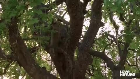 Hungry Lioness Climbs Tree in Search of Leopard Kill | Love Natural