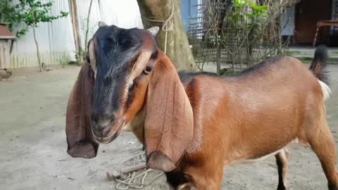 My Cute Red Goat Real Sound Loudly _ Goat Screaming Loudly At Our Home