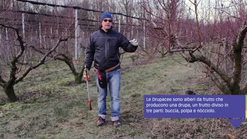 COME POTARE IL PESCO – guida con consigli per la potatura del frutteto