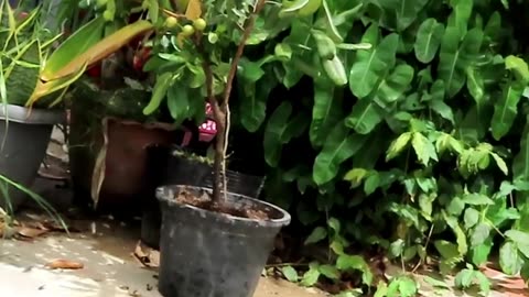 How to grow longan with best natural banana