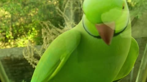 Green parot