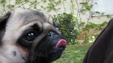 happy the pug eating a banana