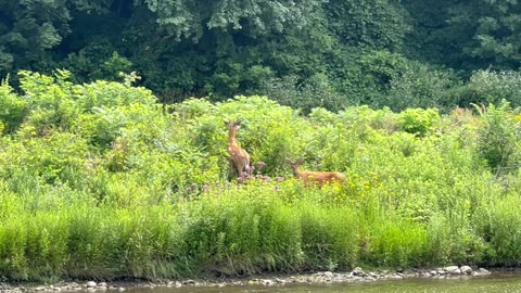 Full encounter with the two White Tail Deer at James Gardens