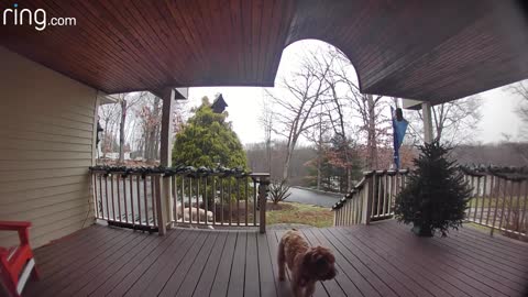 Watch these pups Reaction When Onwer Talks to Them On Ring Video Doorbell /dog loves Onwer