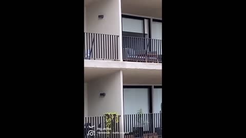 Fearless pup escapes from balcony to visit neighbor