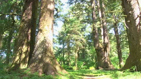 sequoia park