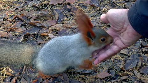 Human Feeding The Little Squirrel