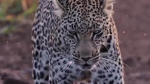 Animal leopard