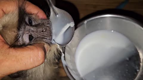 Monkey drinks milk