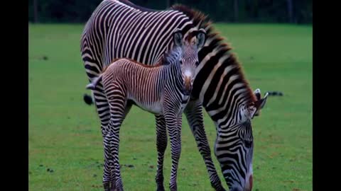 Cute Baby Animals | Kids Learning Videos