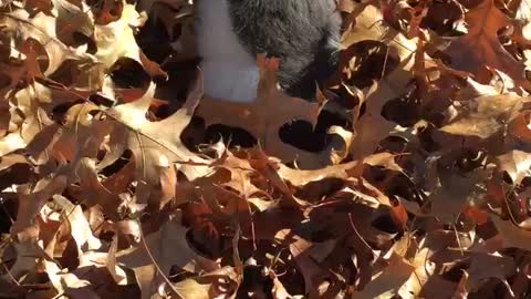 Feedo the Cat helps Nonna rake leaves