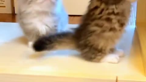 Cat playing together