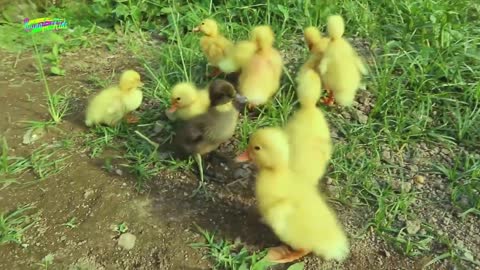 Cute Duck Child Swimming in NTT Regional Children's Song Cut Duck Goose Cook in a Pot