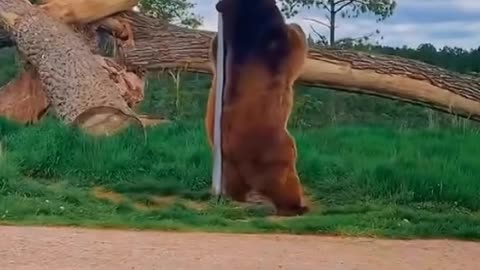 The bear is scratching its back with the pole, and it looks like it's dancing