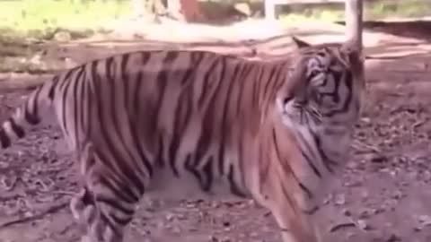 slap to tiger ?!