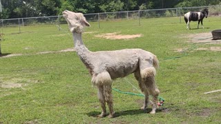 Alpaca Bath