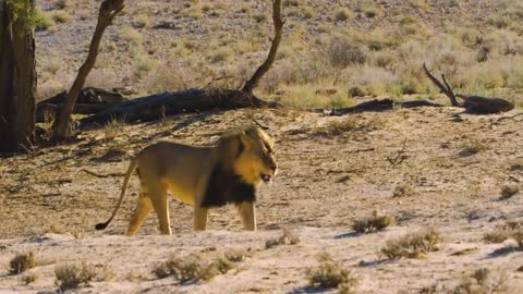 Lion VS 20 Wild dog, 20 Wild Dogs Receive Disastrous Outcomes For Mistaking the powers of a lion