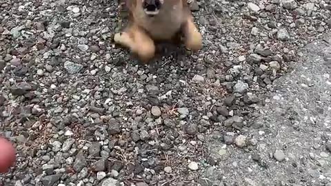 Friendly Fawn Comes By For Head Scratches __ Viral