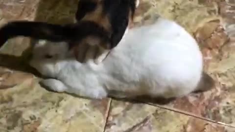 Cat and Rabbit playing