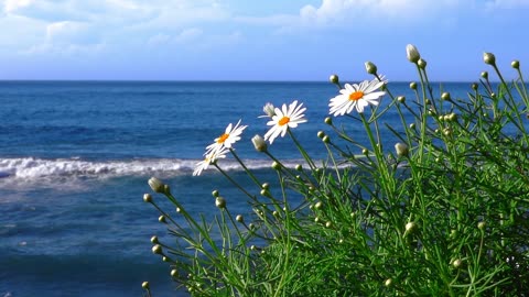 Flowers on the clif