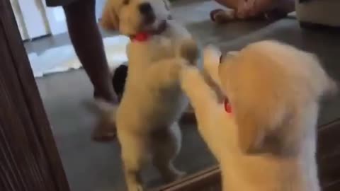 Puppy really wants to make contact with mirror reflection