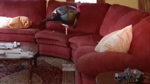 Couple Comes Home To Find A Wild Turkey On The Couch | The Dodo