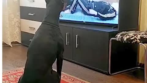 Funny dog dog tv