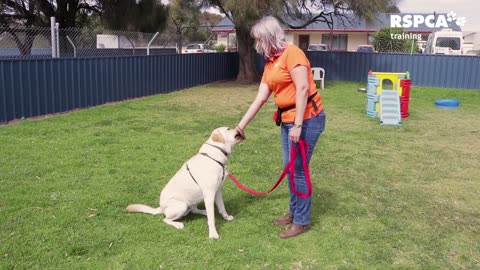 Dog training and excercise