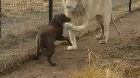 Lion shake hand with dog