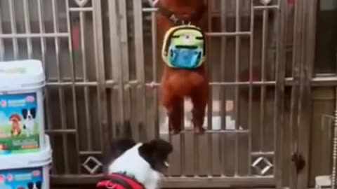 Funny Dog Video