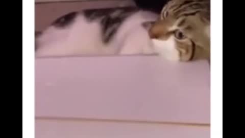 New Cat Funny Video