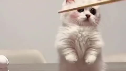 Do you like silly kitten?