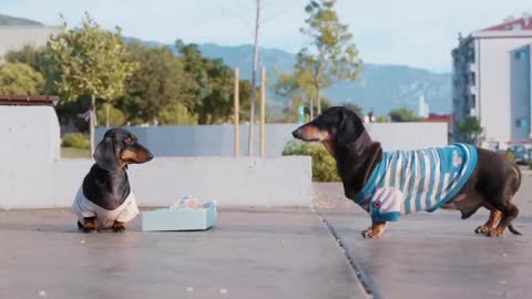 Poor Little Puppies. Cute & funny dachshund dog video