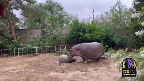 Mahali the Hippo Enjoying the Rain