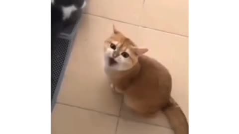 Cute cat