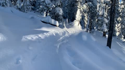 The Sun's Rays Cast Across the Forest – Central Oregon – Swampy Lakes Sno-Park – 4K