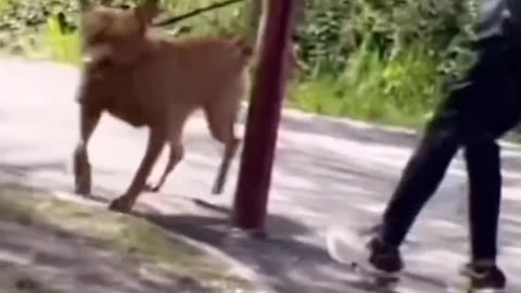 Funniest Animal Videos 2023 New Funny Cats and Dogs Videos