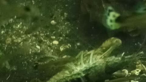 Flock it Farm: two crawfish mating and some other critters in our tank